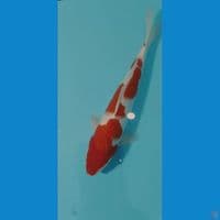 Kohaku Original Male 35cm