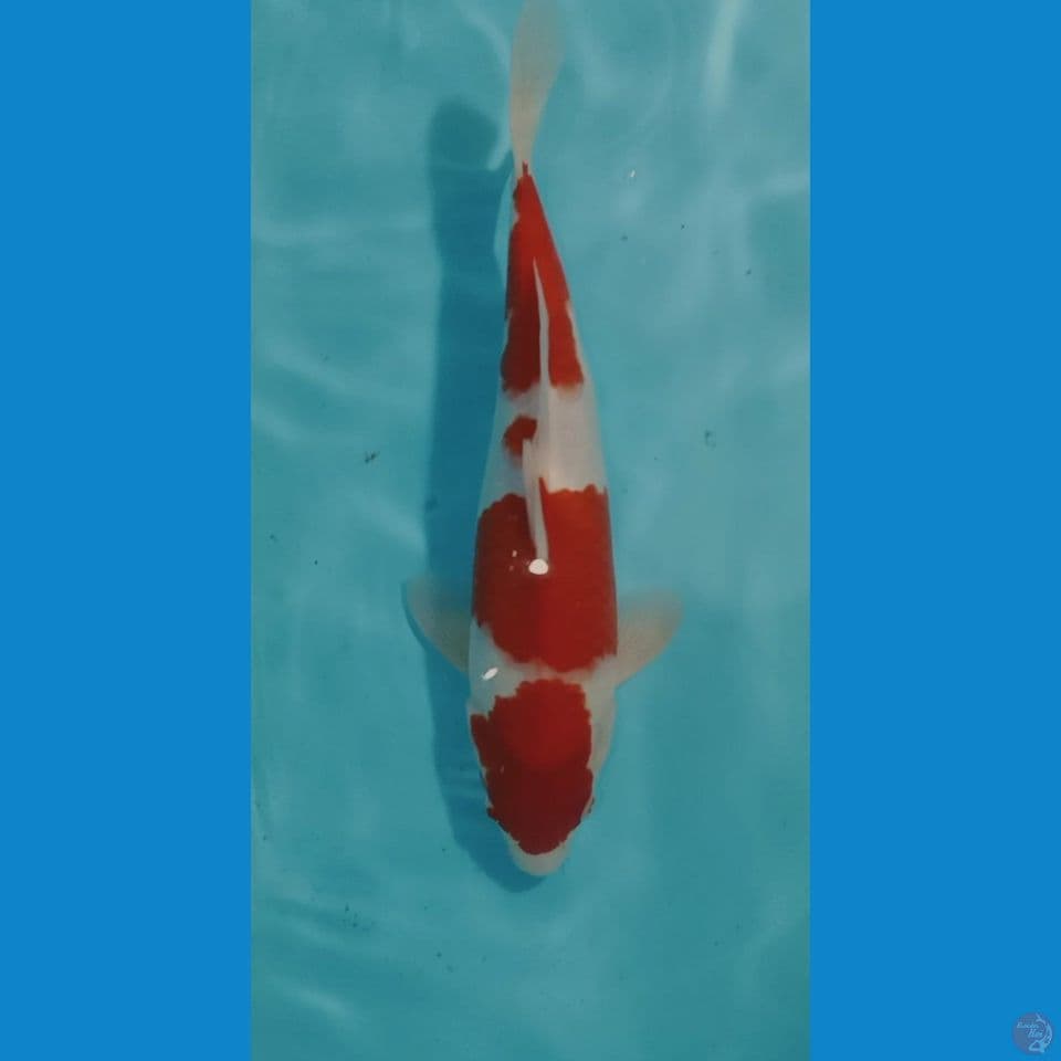 kohaku male 35Cm