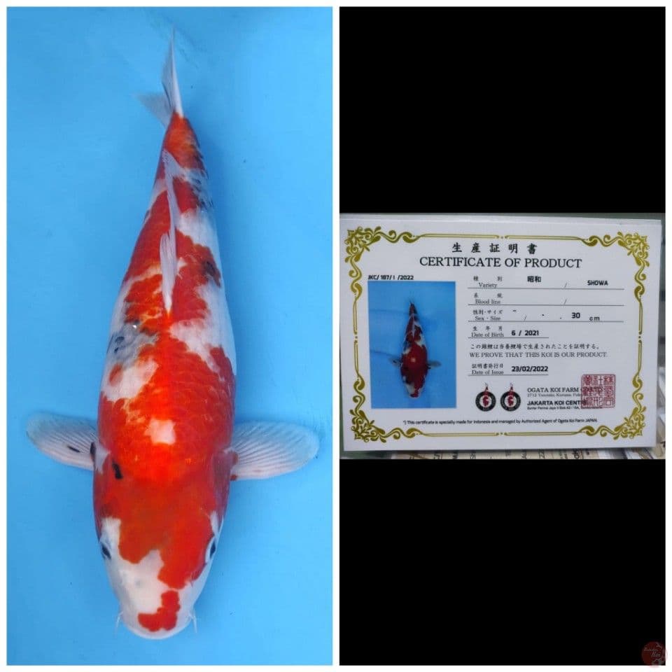 Ogata Showa