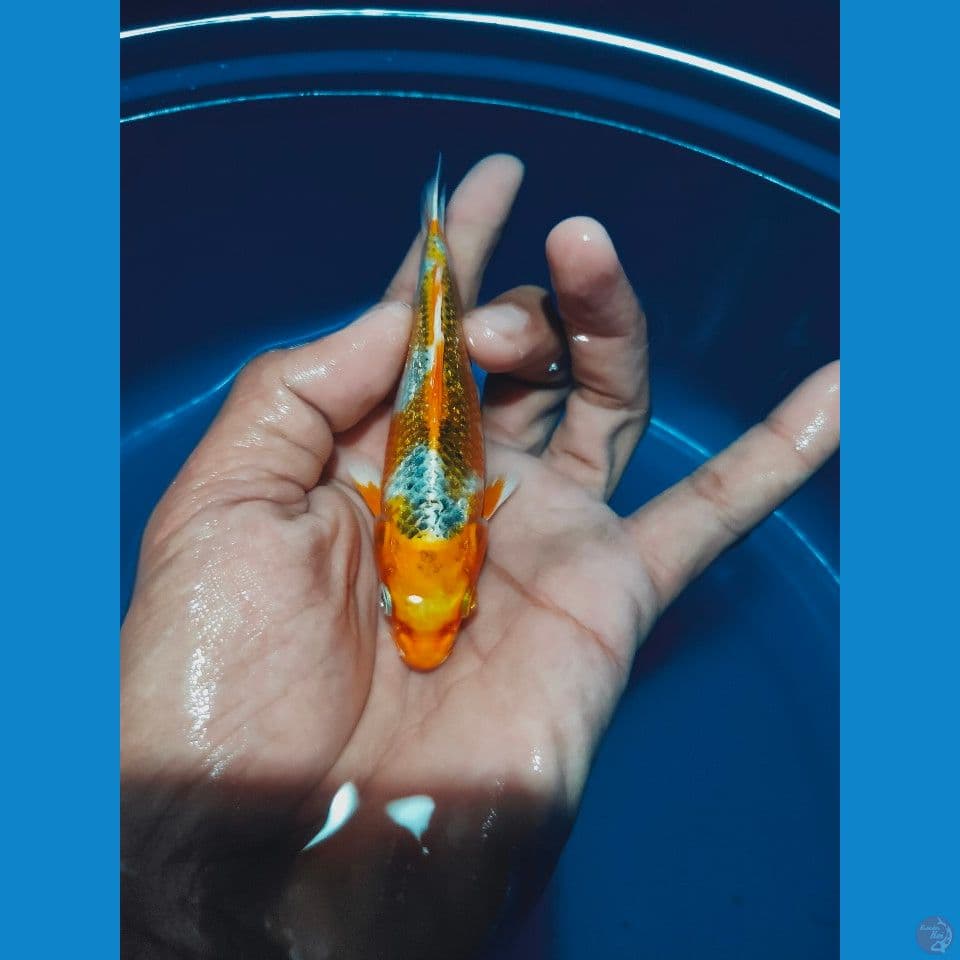 kujaku 11cm bahan