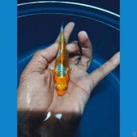 kujaku 11cm  bahan 