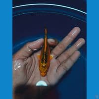 kin matsuba Sq 11cm 