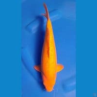 35bu mata merah red karashi (male)