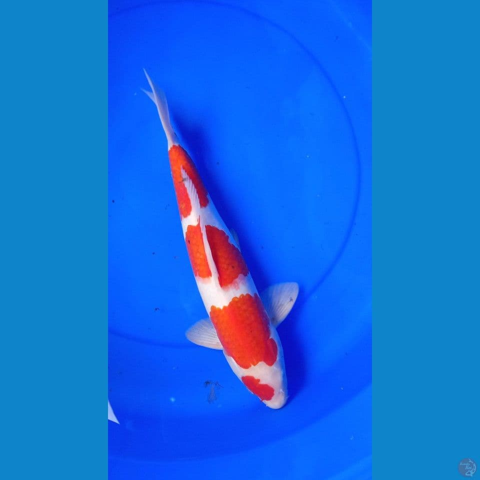 Kohaku 35cm