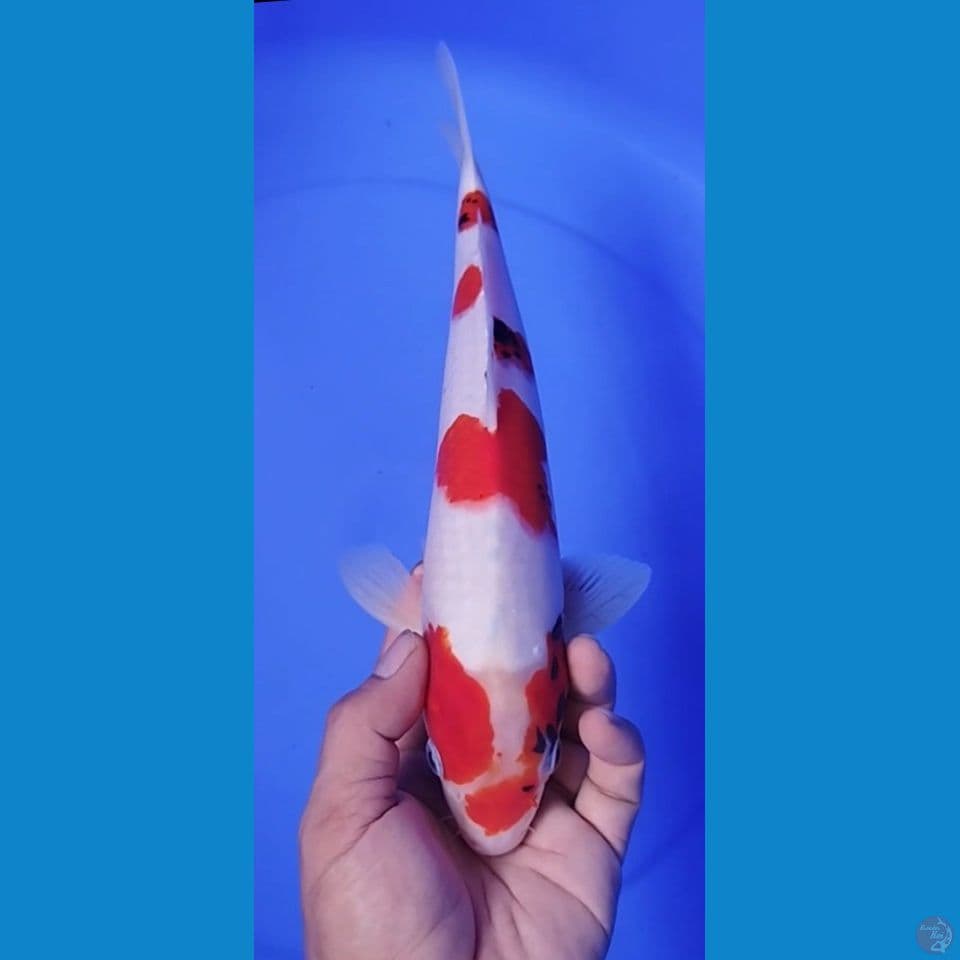 SHOWA 35CM MALE