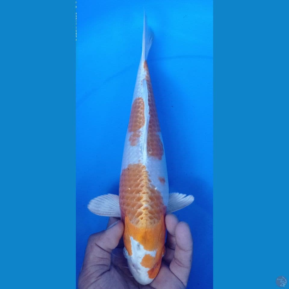 HARIWAKE 34CM