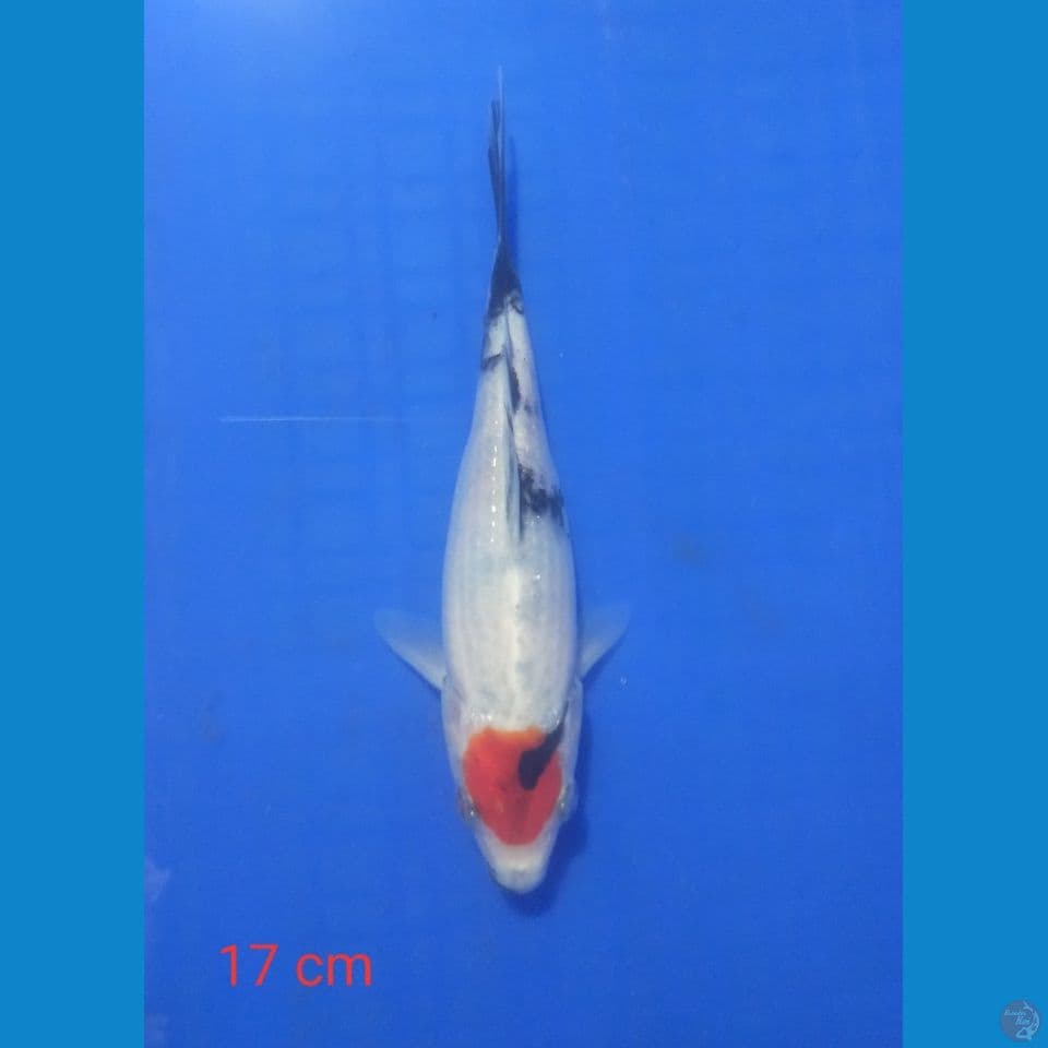 tancho showa 17 cm