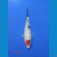 tancho showa 17 cm