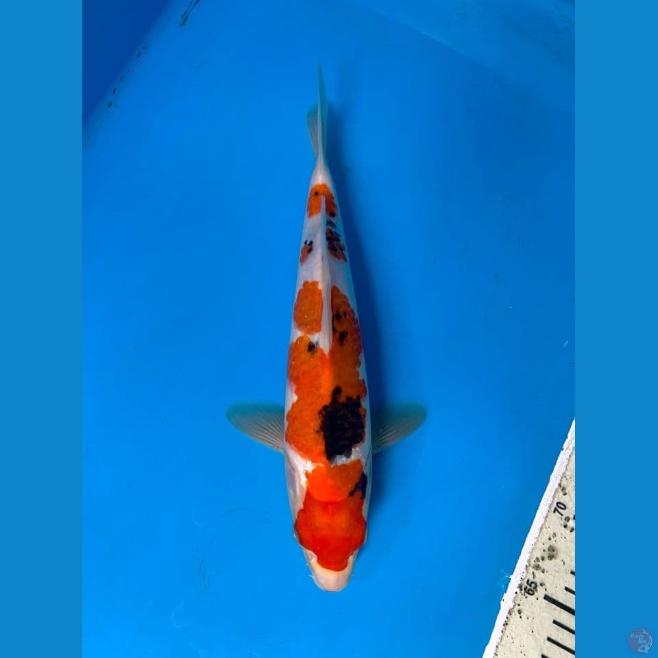 SANKE 31cm munuk~ female