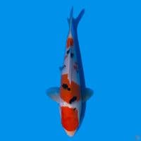 SANKE BAHAN KEEP 27cm munuk~female