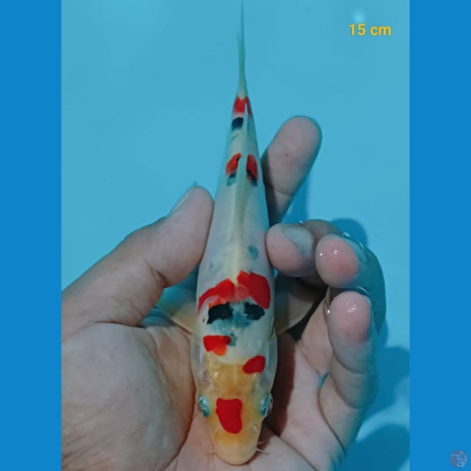 minion sanke doitsu m-15cm