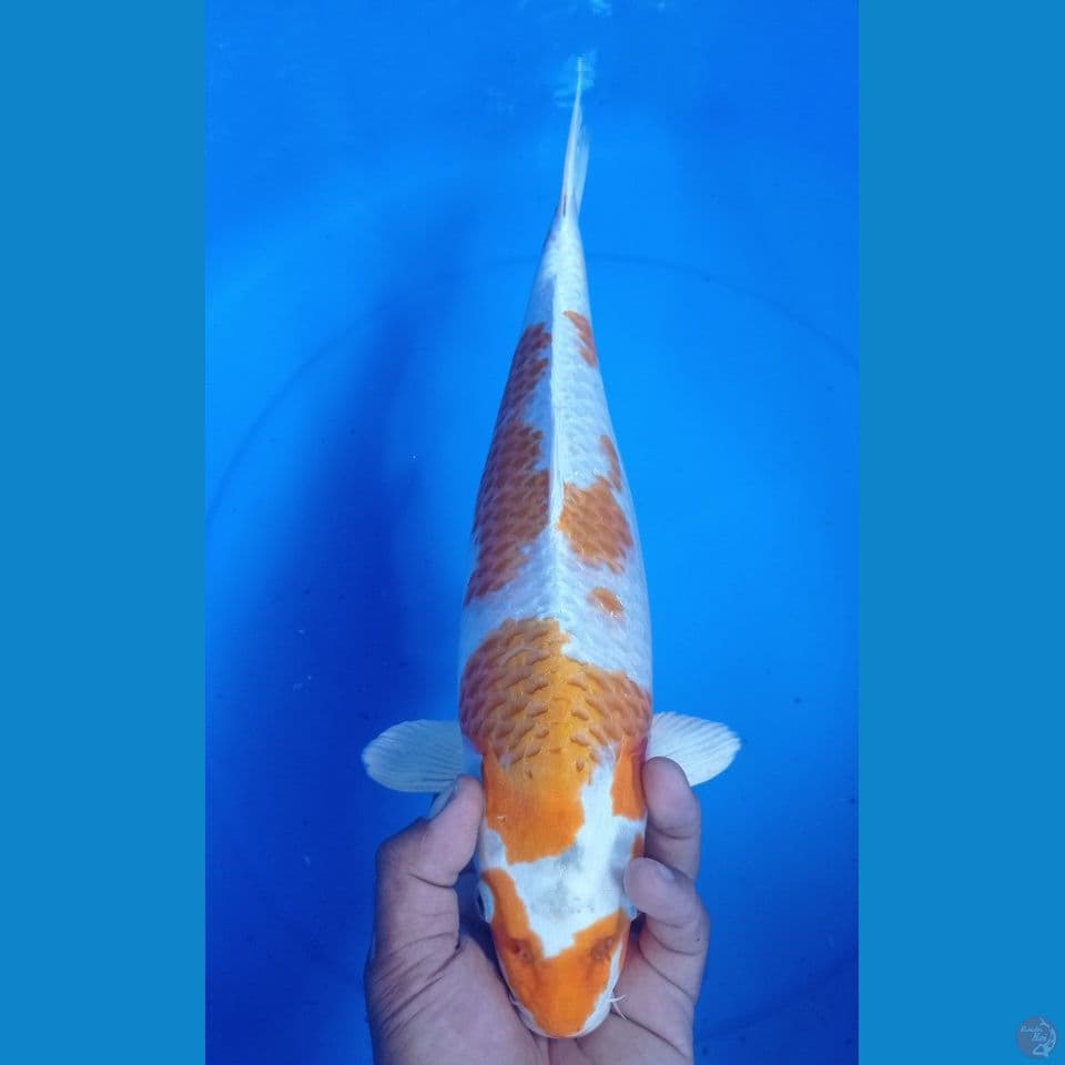 hariwake 40cm