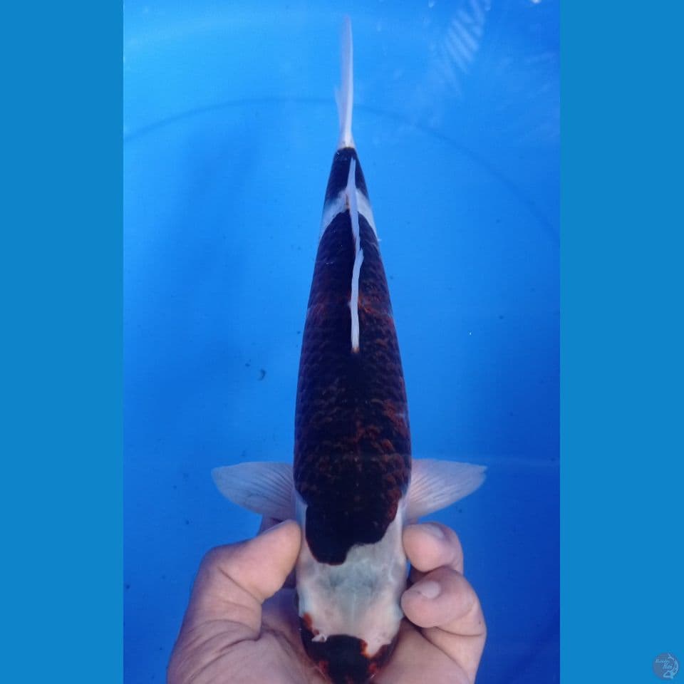 BUDO GO 30CM