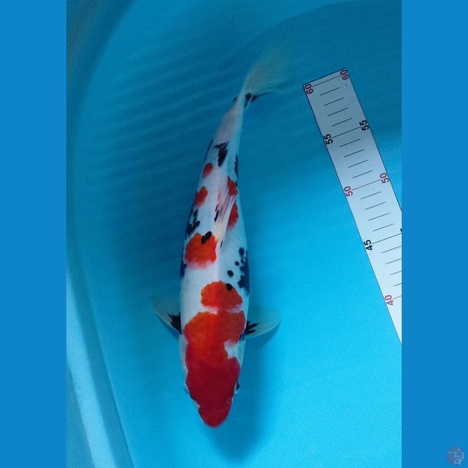 showa 35 cm // fm,