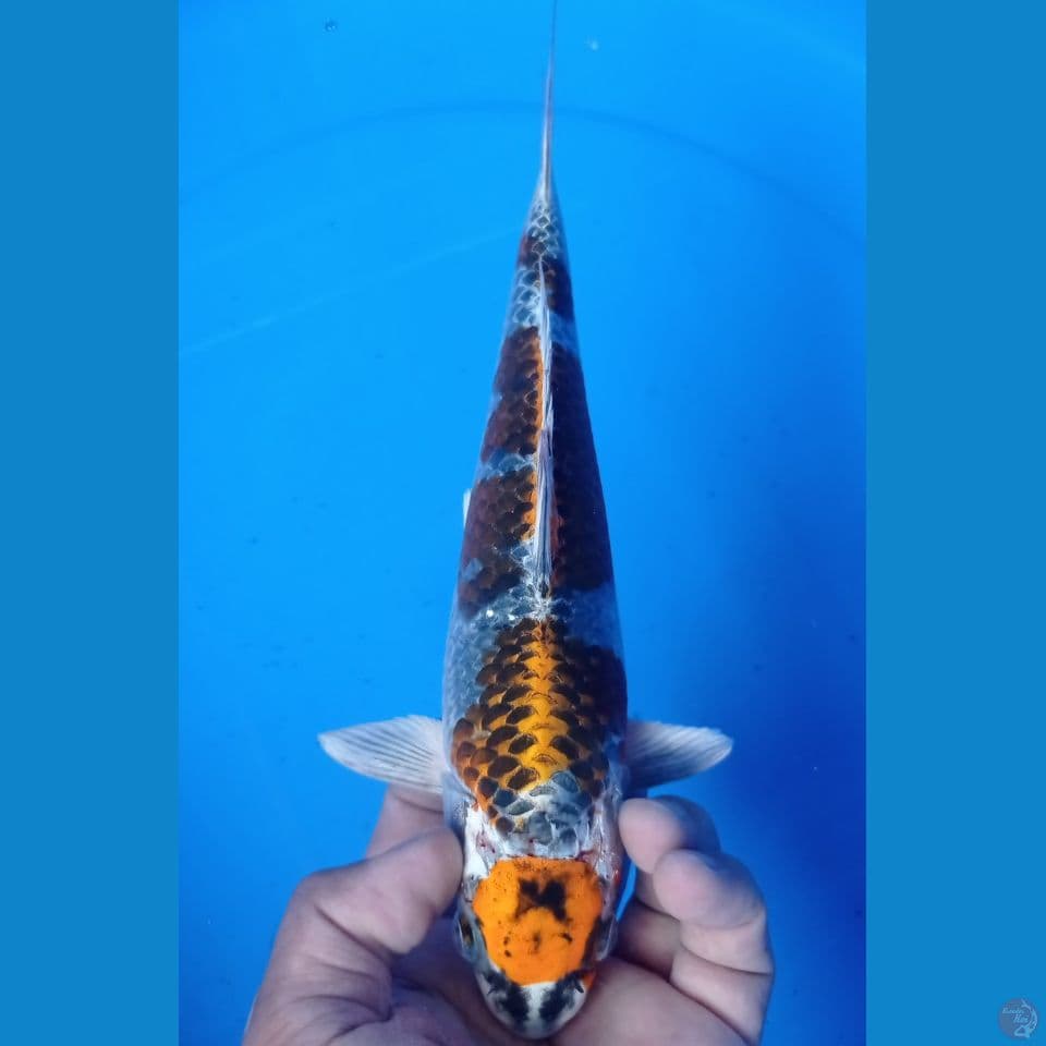 MARUTEN 27CM