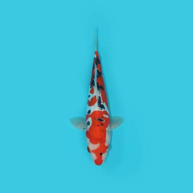 YG_DOITSU SANKE_25 CM