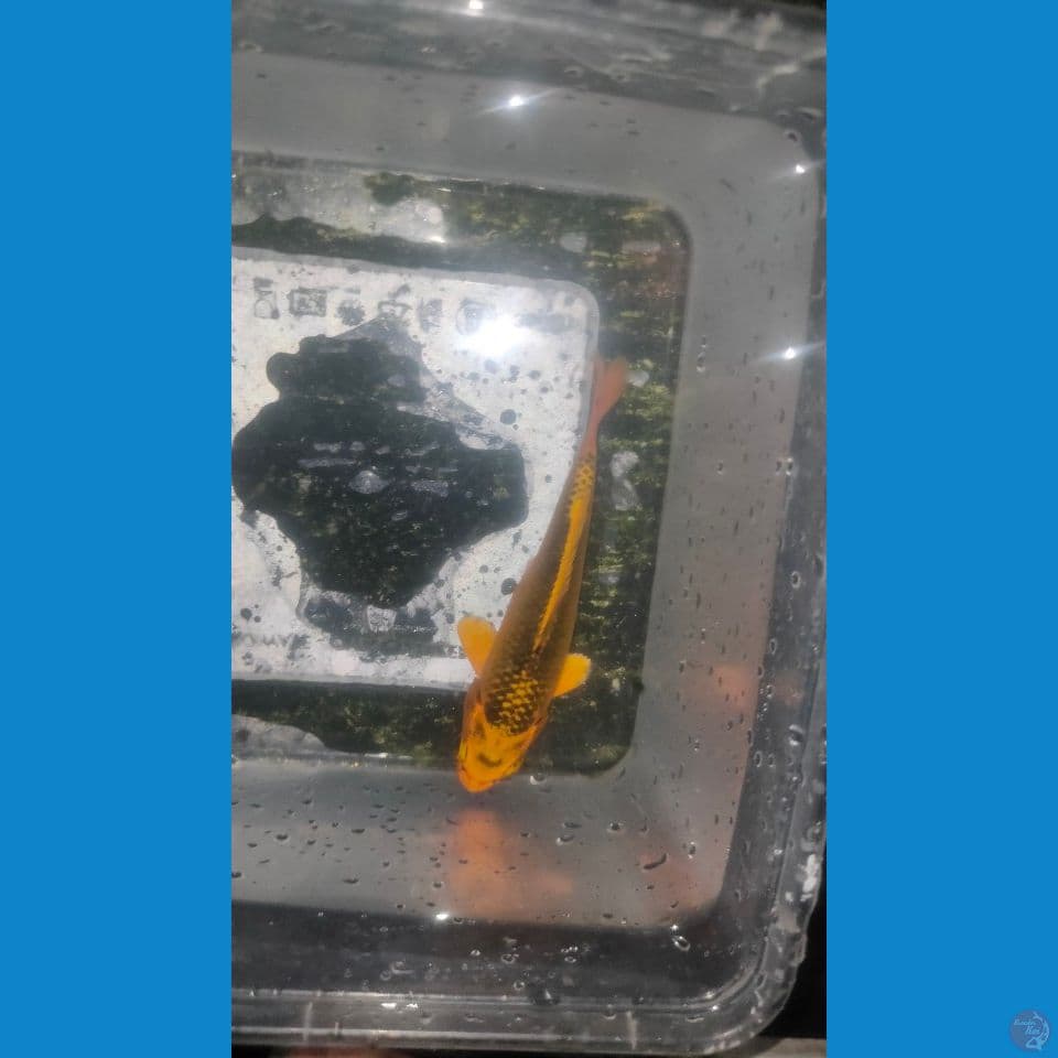 Minion Kin Matsuba 11cm™