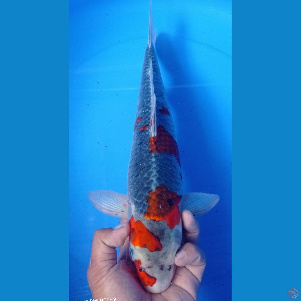 LANANG TENAN 40CM