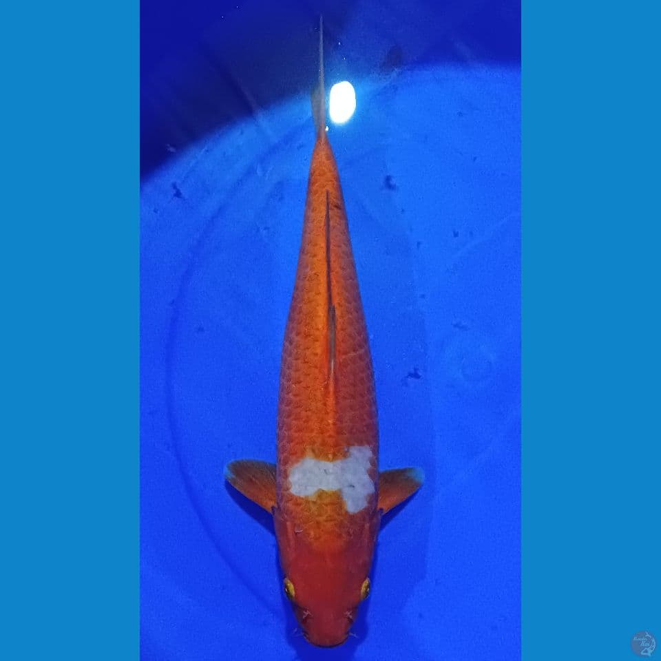 sabikoyo 37 cm