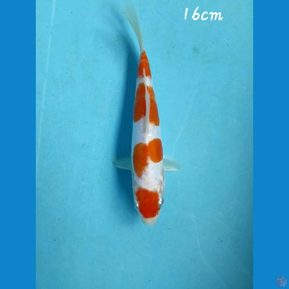 Kikushui 16cm