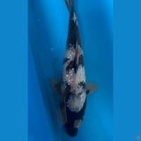 ShiroGindrin 25cm