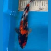 SHOWA GINDRIN 25CM