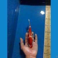 kucibeni step 4 .20 BU