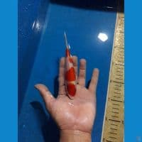 yondan Kohaku