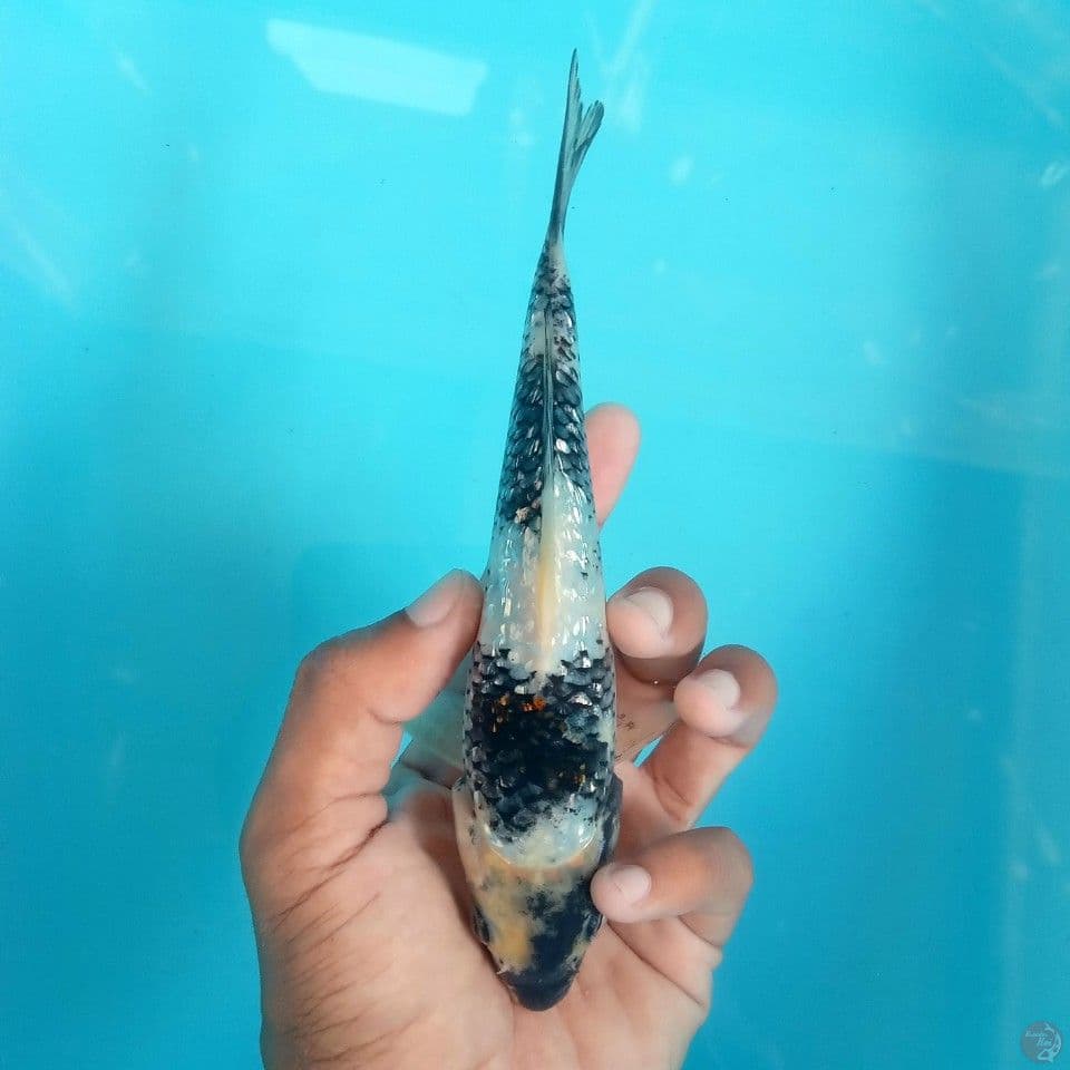 SHIRO GINRIN 17CM