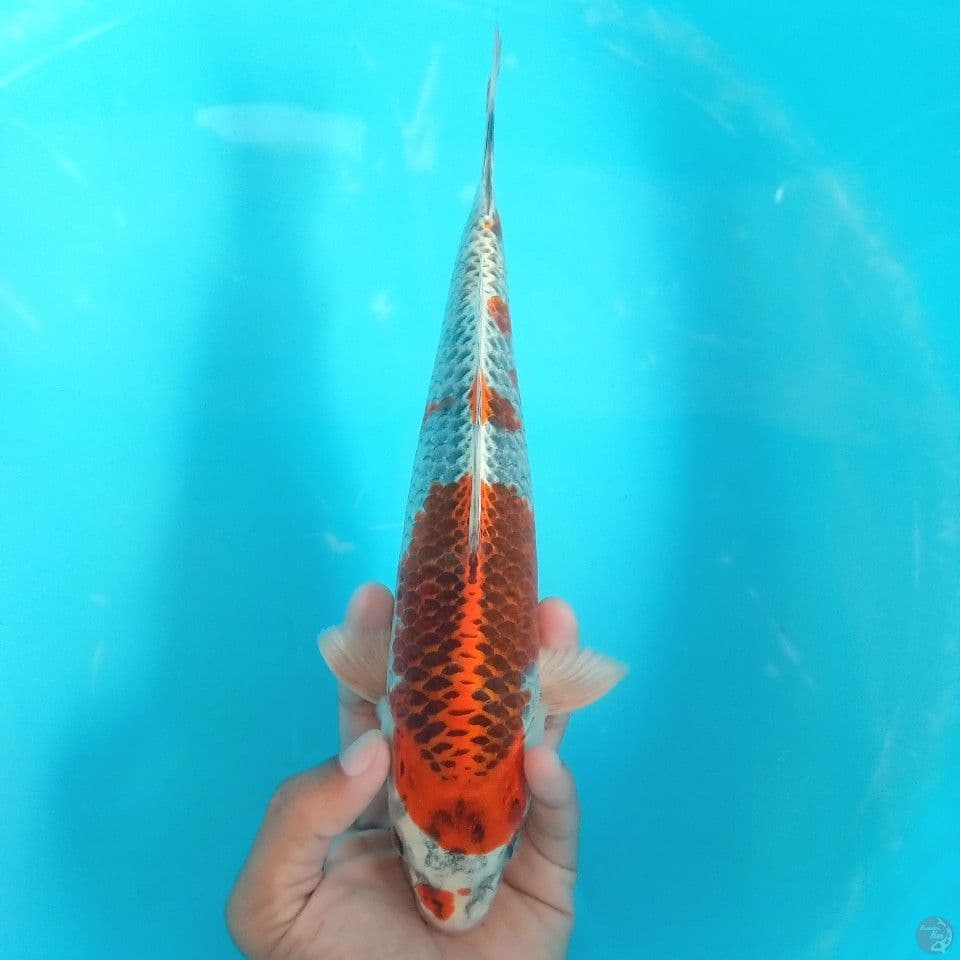 BABY KUJAKU 27CM