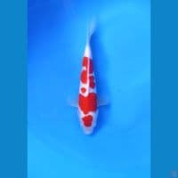 kuhaku 27cm ml