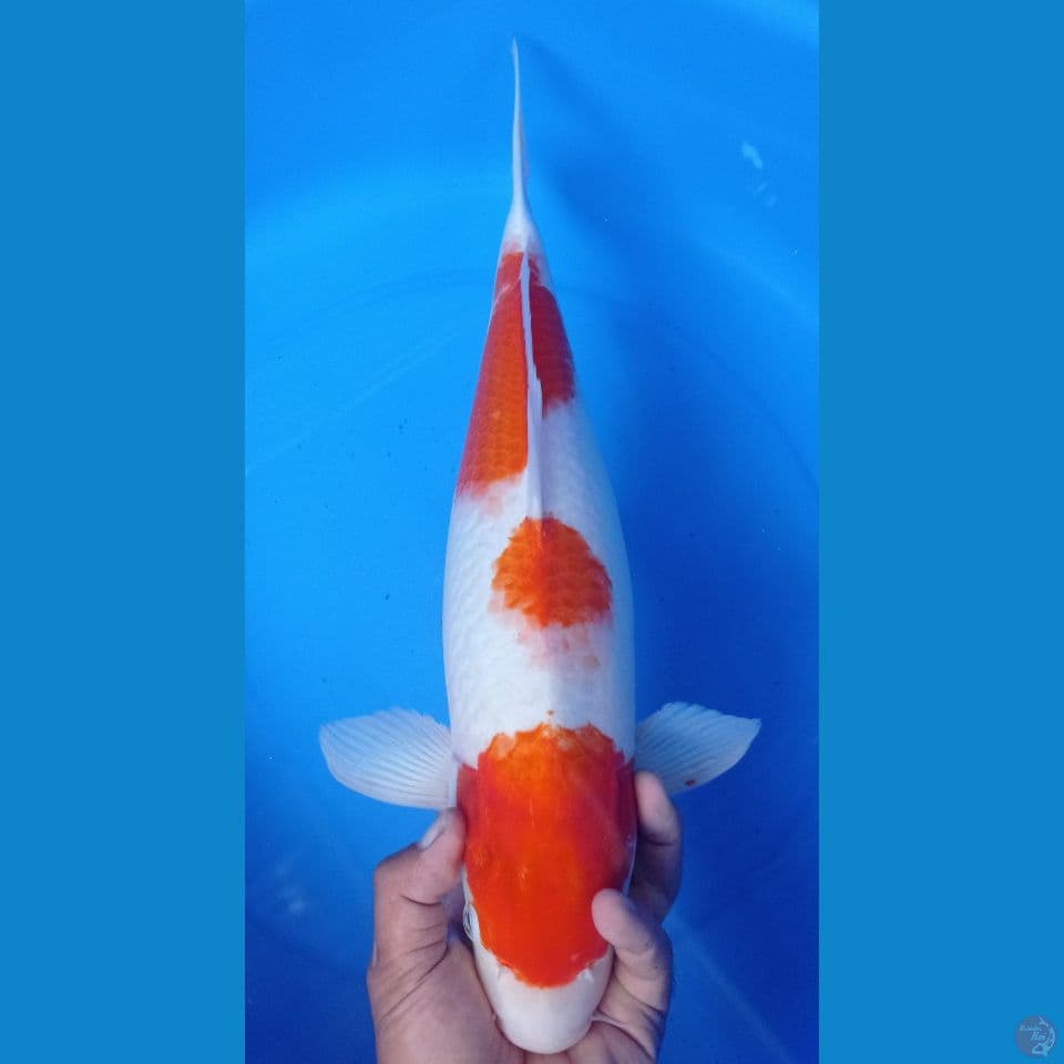 kohaku 48cm
