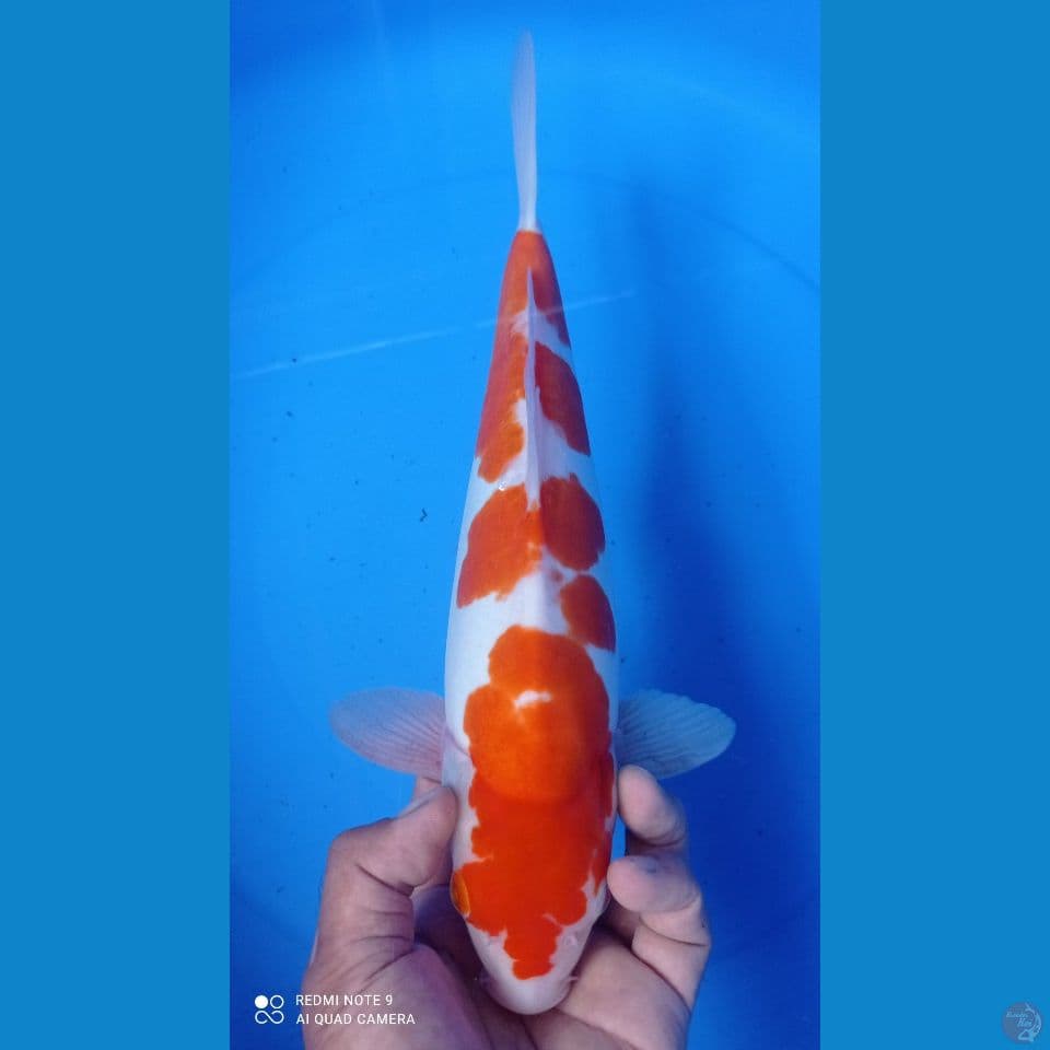 kohaku doitsu 36cm