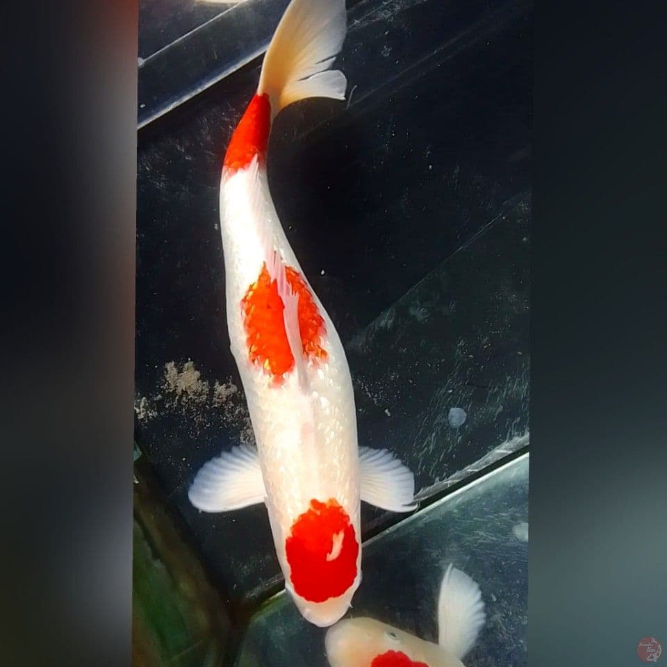 KOHAKU GINDRIN F57