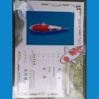 Jumbo Kohaku " Hoshikin" 55bu