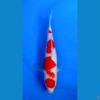Kohaku