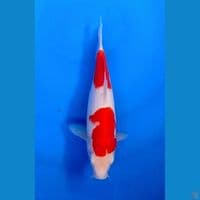 KOHAKU