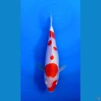 KOHAKU