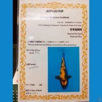 Jumbo Kin Ki Utsuri " Miyatora" 50bu