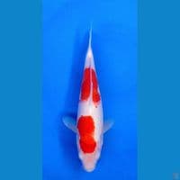 Kohaku