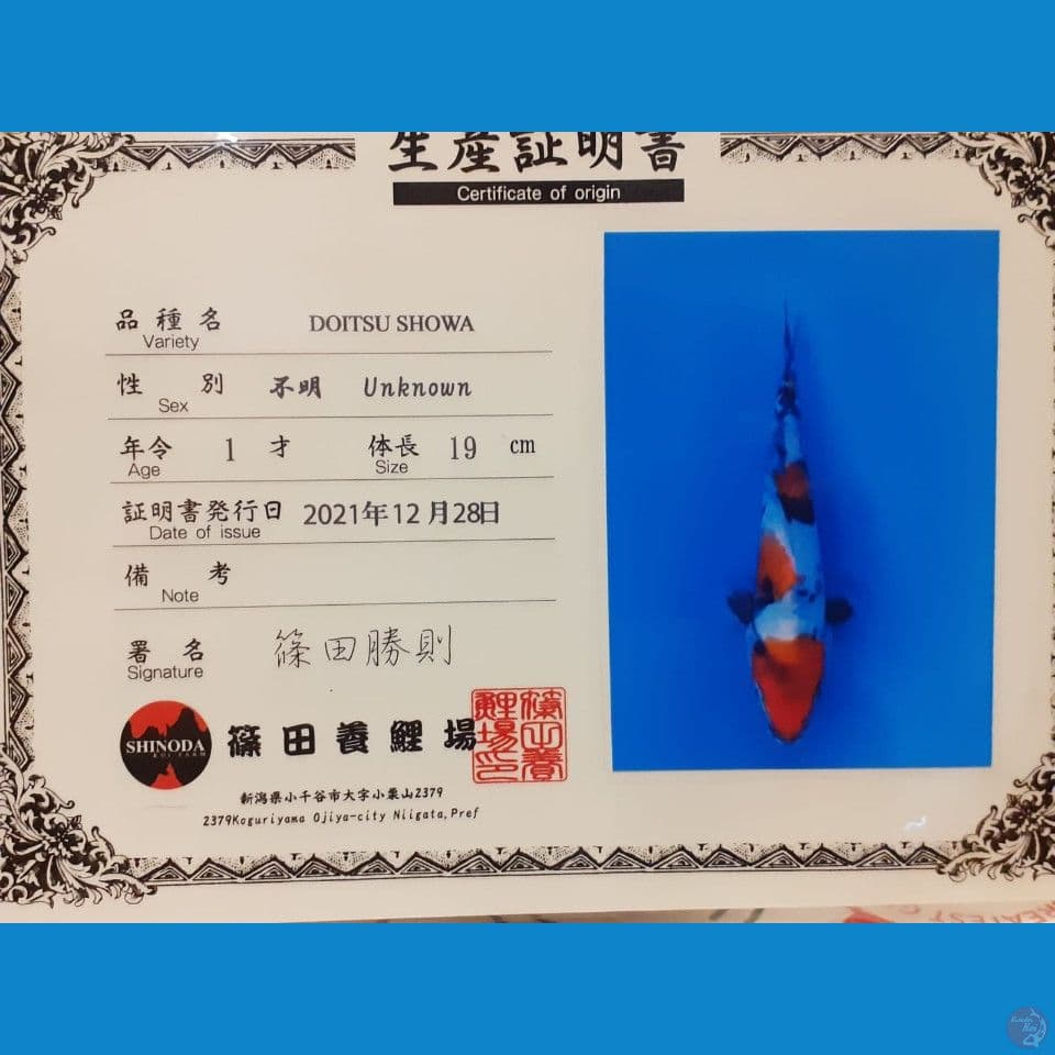 Showa Doitsu " Shinoda" 45BU
