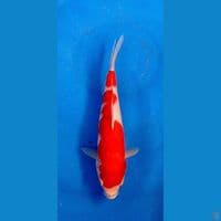 KOHAKU