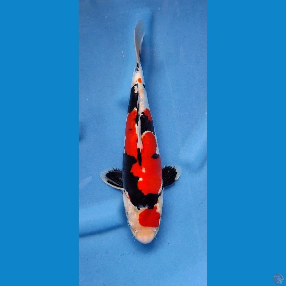 showa doitsu murni 35bu original