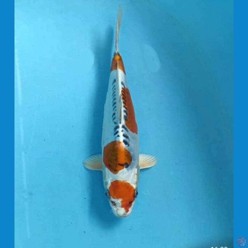 Kiko 23cm