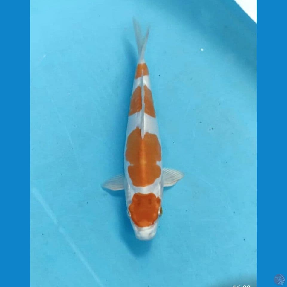 Kikishui 22cm