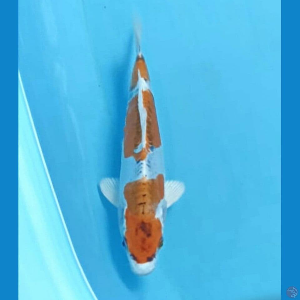 Kiko 21cm