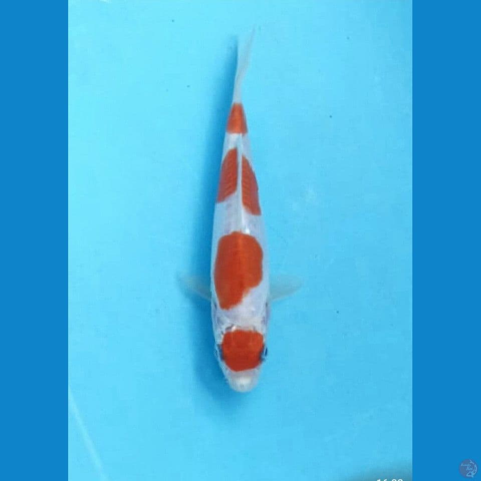 HQ Kohaku doit 15cm