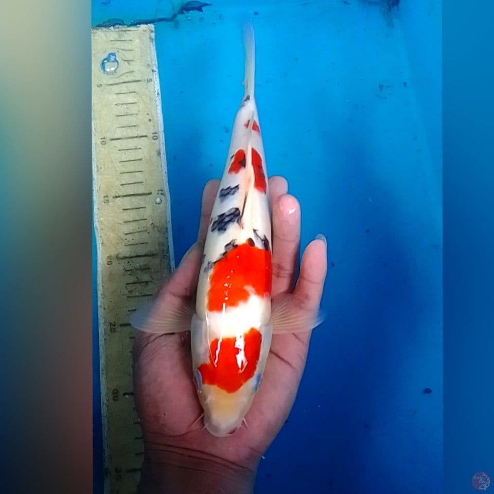 SANKE MATON ORY 28CM