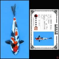 GINRIN SHOWA SHINODA 25CM 