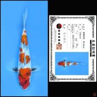 GINRIN SHOWA SHINODA 20CM 